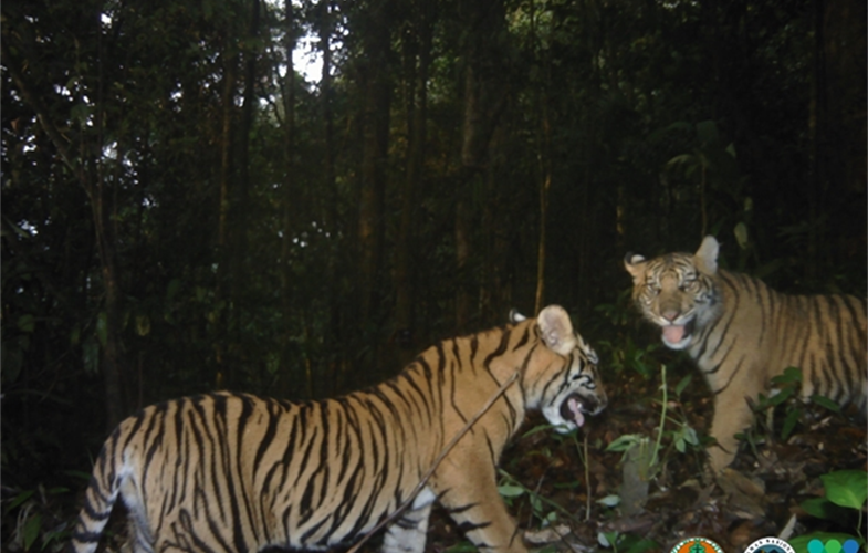 Camera trap image of Sumatran tigers in BBSNP